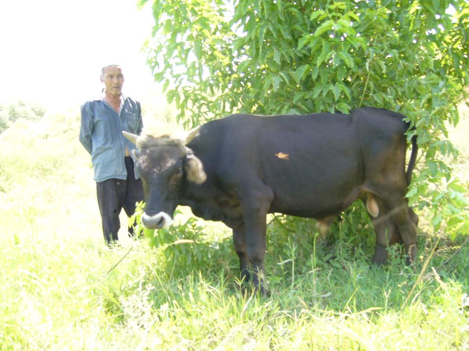 Borrower image